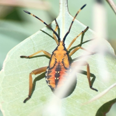 Amorbus sp. (genus) (Eucalyptus Tip bug) at Holtze Close Neighbourhood Park - 18 Mar 2024 by Hejor1