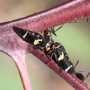 Eurymeloides punctata at Holtze Close Neighbourhood Park - 18 Mar 2024 03:30 PM