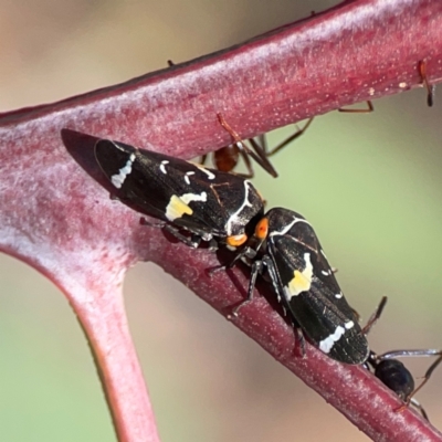 Eurymeloides punctata (Gumtree hopper) at Holtze Close Neighbourhood Park - 18 Mar 2024 by Hejor1