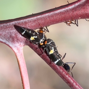 Eurymeloides punctata at Holtze Close Neighbourhood Park - 18 Mar 2024 03:30 PM