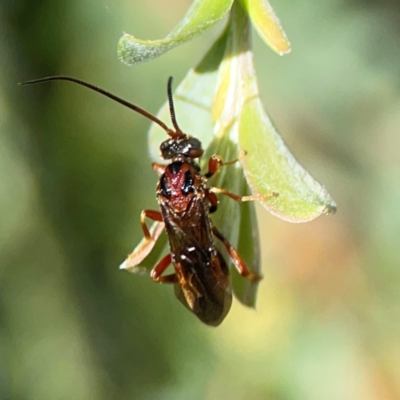 Ichneumonidae (family) at Holtze Close Neighbourhood Park - 18 Mar 2024 by Hejor1