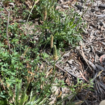 Plantago lanceolata (Ribwort Plantain, Lamb's Tongues) at Holtze Close Neighbourhood Park - 18 Mar 2024 by Hejor1