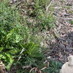 Plantago lanceolata at Holtze Close Neighbourhood Park - 18 Mar 2024 03:40 PM