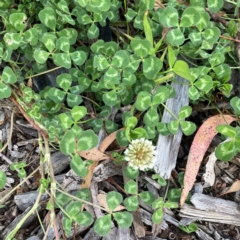 Trifolium repens (White Clover) at Holtze Close Neighbourhood Park - 18 Mar 2024 by Hejor1