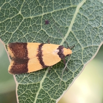 Heteroteucha translatella (Wingia Group) at Holtze Close Neighbourhood Park - 18 Mar 2024 by Hejor1