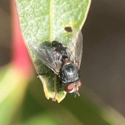 Calliphoridae (family) (Unidentified blowfly) at Holtze Close Neighbourhood Park - 18 Mar 2024 by Hejor1
