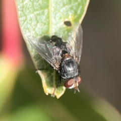 Calliphoridae (family) at Holtze Close Neighbourhood Park - 18 Mar 2024