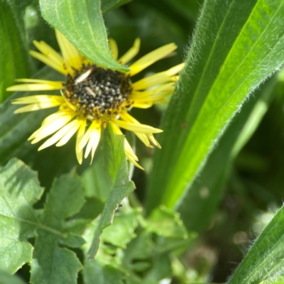 Arctotheca calendula (Capeweed, Cape Dandelion) at Holtze Close Neighbourhood Park - 18 Mar 2024 by Hejor1