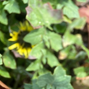 Arctotheca calendula at Holtze Close Neighbourhood Park - 18 Mar 2024 03:55 PM