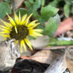 Arctotheca calendula at Holtze Close Neighbourhood Park - 18 Mar 2024