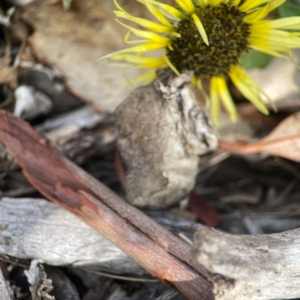 Arctotheca calendula at Holtze Close Neighbourhood Park - 18 Mar 2024