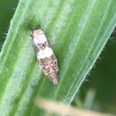 Crocidosema plebejana (Cotton Tipworm Moth) at Holtze Close Neighbourhood Park - 18 Mar 2024 by Hejor1