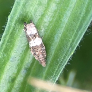 Crocidosema plebejana at Holtze Close Neighbourhood Park - 18 Mar 2024 03:55 PM