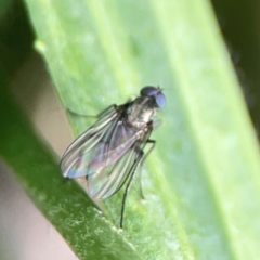 Diptera (order) at Holtze Close Neighbourhood Park - 18 Mar 2024 by Hejor1
