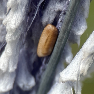 Blattidae sp. (family) (Unidentified blattid cockroach) at Holtze Close Neighbourhood Park - 18 Mar 2024 by Hejor1