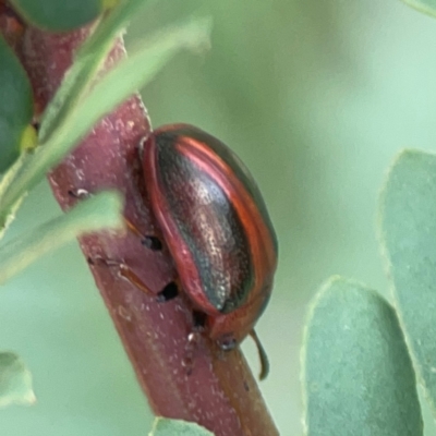 Calomela sp. (genus) (Acacia leaf beetle) at Holtze Close Neighbourhood Park - 18 Mar 2024 by Hejor1