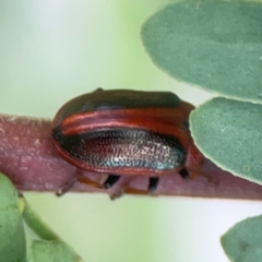 Calomela sp. (genus) at Holtze Close Neighbourhood Park - 18 Mar 2024