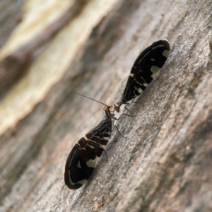 Porismus strigatus at Holtze Close Neighbourhood Park - 18 Mar 2024 04:00 PM