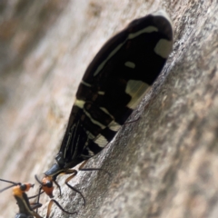 Porismus strigatus at Holtze Close Neighbourhood Park - 18 Mar 2024 04:00 PM