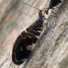 Porismus strigatus at Holtze Close Neighbourhood Park - 18 Mar 2024 04:00 PM