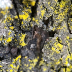 Chrysothrix sp. (genus) (A gold dust lichen) at Holtze Close Neighbourhood Park - 18 Mar 2024 by Hejor1