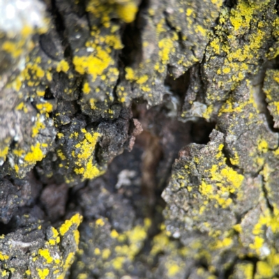 Chrysothrix sp. (genus) (A gold dust lichen) at Holtze Close Neighbourhood Park - 18 Mar 2024 by Hejor1