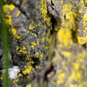 Chrysothrix sp. (genus) at Holtze Close Neighbourhood Park - 18 Mar 2024