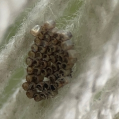 Pentatomidae (family) at Holtze Close Neighbourhood Park - 18 Mar 2024 by Hejor1