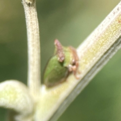 Sextius virescens (Acacia horned treehopper) at Holtze Close Neighbourhood Park - 18 Mar 2024 by Hejor1