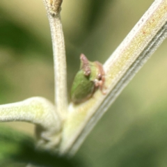 Sextius virescens at Holtze Close Neighbourhood Park - 18 Mar 2024