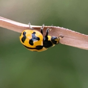 Coccinella transversalis at Holtze Close Neighbourhood Park - 18 Mar 2024