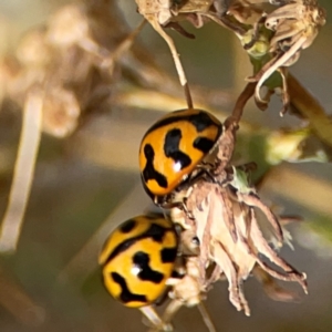 Coccinella transversalis at Holtze Close Neighbourhood Park - 18 Mar 2024 04:10 PM