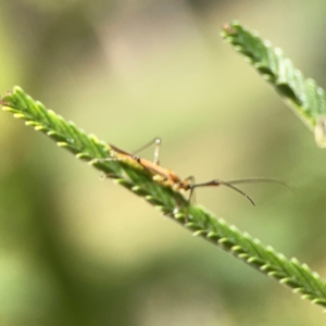 Miridae (family) at Holtze Close Neighbourhood Park - 18 Mar 2024 04:15 PM