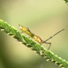 Miridae (family) at Holtze Close Neighbourhood Park - 18 Mar 2024 04:15 PM