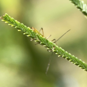 Miridae (family) at Holtze Close Neighbourhood Park - 18 Mar 2024