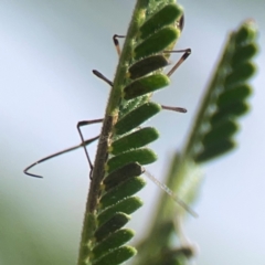 Miridae (family) at Holtze Close Neighbourhood Park - 18 Mar 2024 04:15 PM