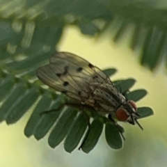 Anthomyia punctipennis at Holtze Close Neighbourhood Park - 18 Mar 2024 by Hejor1