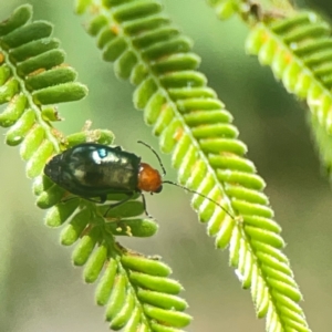 Adoxia benallae at Holtze Close Neighbourhood Park - 18 Mar 2024