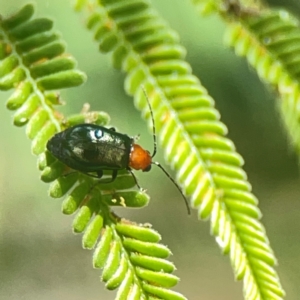 Adoxia benallae at Holtze Close Neighbourhood Park - 18 Mar 2024