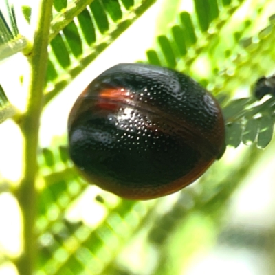 Dicranosterna immaculata (Acacia leaf beetle) at Holtze Close Neighbourhood Park - 18 Mar 2024 by Hejor1