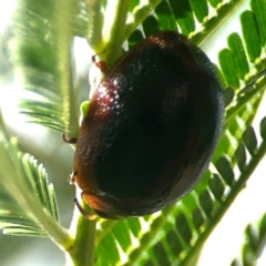 Dicranosterna immaculata at Holtze Close Neighbourhood Park - 18 Mar 2024