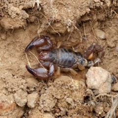 Urodacus manicatus (Black Rock Scorpion) at Woodstock Nature Reserve - 17 Mar 2024 by PetraPeoplEater