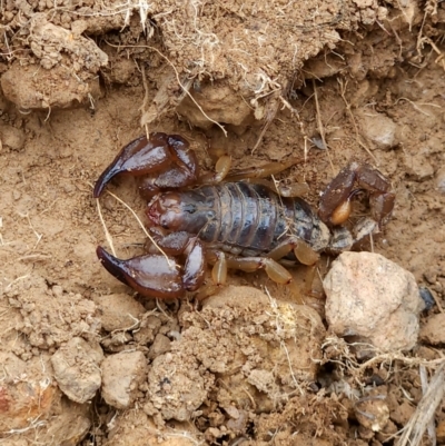 Urodacus manicatus (Black Rock Scorpion) at Strathnairn, ACT - 17 Mar 2024 by PetraPeoplEater
