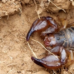 Urodacus manicatus at Woodstock Nature Reserve - 17 Mar 2024