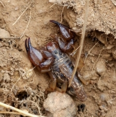 Urodacus manicatus at Woodstock Nature Reserve - 17 Mar 2024 12:55 PM