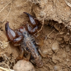 Urodacus manicatus at Woodstock Nature Reserve - 17 Mar 2024 12:55 PM