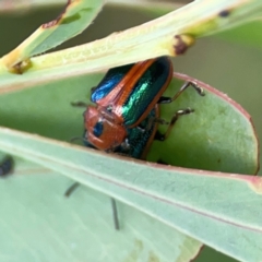 Calomela curtisi (Acacia leaf beetle) at Holtze Close Neighbourhood Park - 18 Mar 2024 by Hejor1