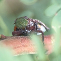 Platybrachys decemmacula (Green-faced gum hopper) at Holtze Close Neighbourhood Park - 18 Mar 2024 by Hejor1