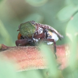 Platybrachys decemmacula at Holtze Close Neighbourhood Park - 18 Mar 2024 04:20 PM