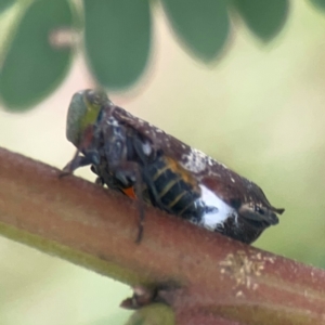 Platybrachys decemmacula at Holtze Close Neighbourhood Park - 18 Mar 2024